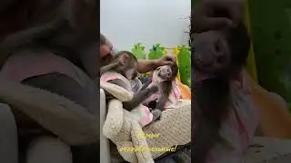 Гамадрилки Ники и Луна, запись с эфира🎈