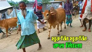 মুরুব্বি মুরুব্বি কত নিলো ২০২৪ || চান্দাইকোনা হাটের গরুর দাম Part-52 || Cow Price in Bangladesh 2024
