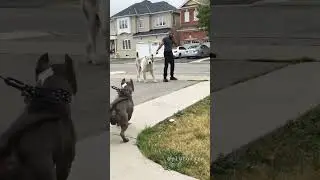 Pitbull Aggressive on Alabai Dog 😈 Alabai Dog Vs Pitbull Fight 😈 