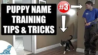 Simple Tricks For Teaching Your Puppy Their Name - Puppy Training Secrets