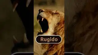 🦁  El rugido del león 🦁