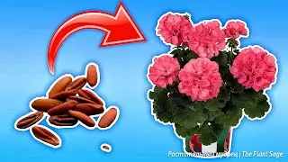 Секреты выращивания герани из семян: Полезные советы для садоводов