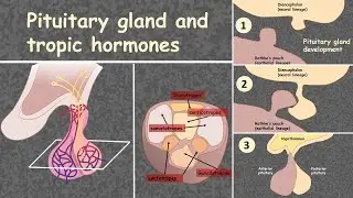 Pituitary hormones: overview of the gland and tropic hormones