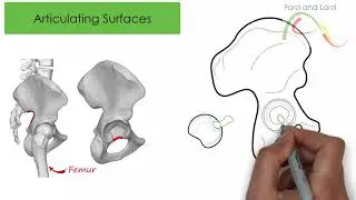 Hip  Joint  - Anatomy Part 2