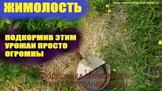 Подкормка жимолости.Подкормка жимолости весной