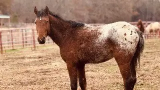 Join Tawnee for a discussion about Reservation Horses