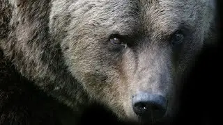 Surviving Bear & Wolf Attacks | Human Prey Part 2