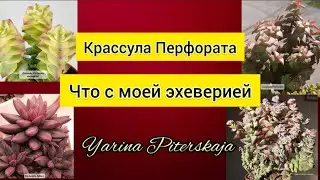 Крассула перфората. Что с моей эхеверией.