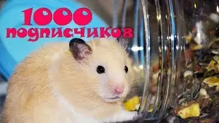 1000 ПОДПИСЧИКОВ НА КАНАЛЕ! УРА!!! ❤