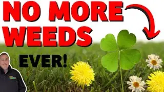 How to kill weeds in your lawn - clover, daisy, dandelions / WEED FREE LAWN the EASY way