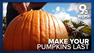 Here's how you can make the pumpkins you pick this season last