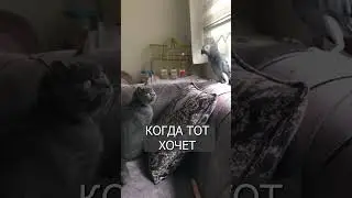 Попугай отпугивает КОТА голосом хозяина