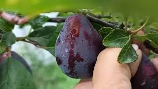 Самый вкусный сорт сливы -  Венгерка Донецкая!!!