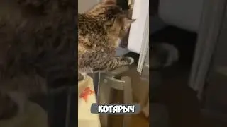 ТЫ НЕ ТЫ КОГДА ГОЛОДЕН😹 