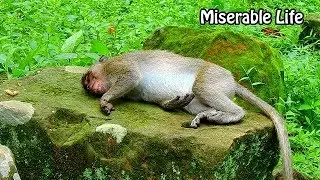 Miserable life.. Poor orphan Jessie feel lonely and hurt wound,Jessie need mom&warm as other monkey