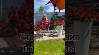 Чтоб петуния пышно и обильно цвела 🌺                    Автор: yana_sad_19