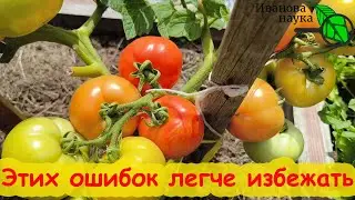 5 ДОСАДНЫХ ОШИБОК В ПЕРИОД НАЛИВА и СБОРА УРОЖАЯ ТОМАТОВ. Их совершают даже профи! Уход за томатами.