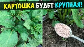 Раскидайте по картошке в июне-июле это удобрение! Картошки будет много и крупная! 