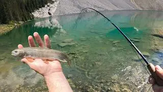 Fly Fishing for DOLLY VARDEN in the Alberta Rockies! (Insane Dry Bite)