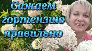 Посадка метельчатой гортензии от 