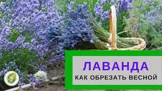 Правила обрезки ЛАВАНДЫ//Весенняя обрезка//Как сформировать красивый куст