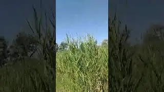 Чтоже такое ЛИМАН |Прогулки на свежем воздухе на отдыхе в станице Голубицкая