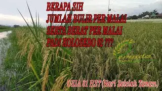 MENGHITUNG JUMLAH BULIR PER MALAI SERTA BERAT PER MALAI PADI KOLOSEBO 02