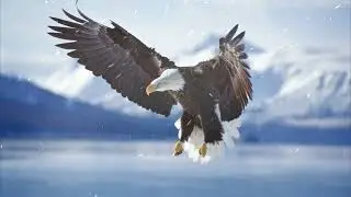 звуки орлов 