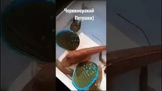 Рыба Тригла. Черноморский петушок.