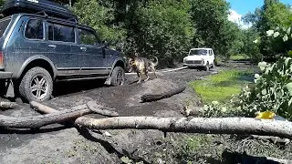 Ну ничего себе съездил за грибочками! Lisichki trophy 4x4