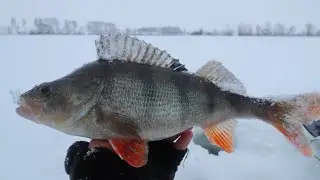 ПОДВОДНАЯ СЪЕМКА!!! ОКУНИ не лезут В ЛУНКУ! (Рыбалка на балансир)