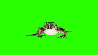 Toad, frog crawls 🐸 | green screen | footage | Animation | Download | №309