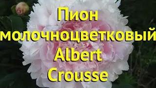 Пион многоцветковый Альберт Круз. Краткий обзор, описание paeonia lactiflora Albert Crousse