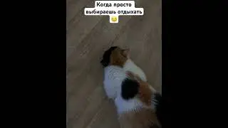 Котик выбрал отдых 💆‍♀️