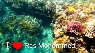 Заповедник Рас Мохаммед, Египет, Шарм Эль Шейх. Что можно увидеть на экскурсии?