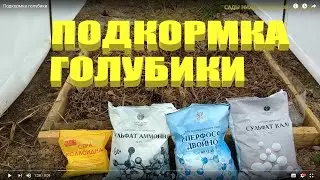 Подкормка голубики.Подкормка голубики садовой