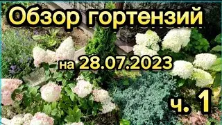 Гортензии 28.07.2023г.Воронежская область. Ч. 1