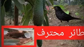 Flying eggs grilled on an avocado tree