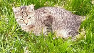 5 апреля. Весна. Газон. Муравьи. Нашу кошку сбила машина. Яблоновский