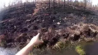 Судьба леса после пожара