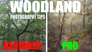 7 Simple Beginner Tips for Woodland Photography