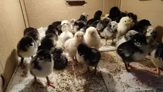 ЇХ МОЖЕ БУТИ БАГАТО І НЕ ДУЖЕ! ТЕПЛУША І НАСЛІДКИ ІНКУБАЦІЇ! ІНКУБАЦІЙНІ ЯЙЦЯ, ПЕРШІ ВІТАМІНИ