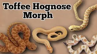 The Toffee Morph and Gene Combinations in Hognose Snakes