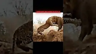 Lion vs leopard 