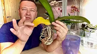 ВОЗДУШНЫЕ КОРНИ ОРХИДЕИ во что и КАК САЖАТЬ и ЖЕЛТЕЕТ ЛИСТ ОРХИДЕИ 3 распространенные причины
