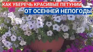КАК ПРОДЛИТЬ ЦВЕТЕНИЕ ПЕТУНИЙ ОСЕНЬЮ - РЕЖЕМ, НЕ ЖАЛЕЕМ!