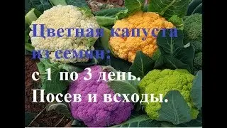 Цветная капуста из семян: Романеско и Лиловый шар. С 1 по 3 день. Посев и всходы.