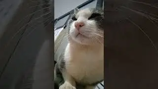 Vida diaria do gato no seu dia dia