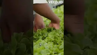 Unlock the Secrets of Hydroponics