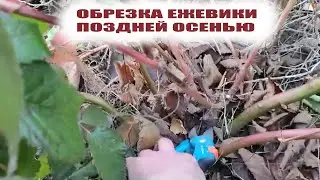 Ежевика в средней полосе Почему обрезаю ежевику поздней осенью Немного о наблюдениях за ежевикой
